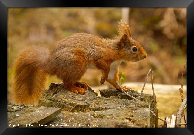 Red Squirrel Framed Print by Robin Purser