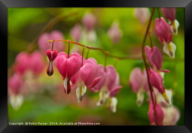 Dicentra Flowers Framed Print by Robin Purser