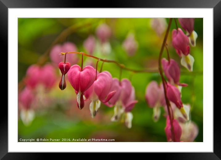 Dicentra Flowers Framed Mounted Print by Robin Purser