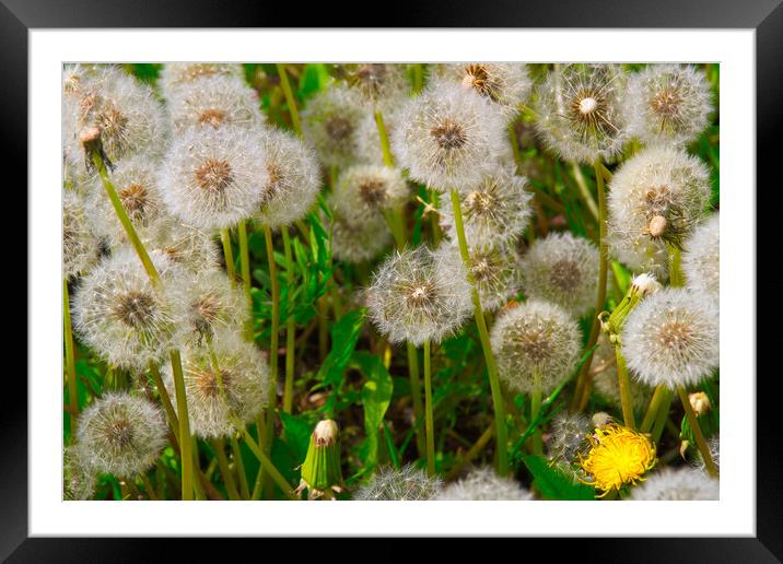 Fluffy dandelion in a clearing in the rays of the setting sun Framed Mounted Print by Иван Щербанюк
