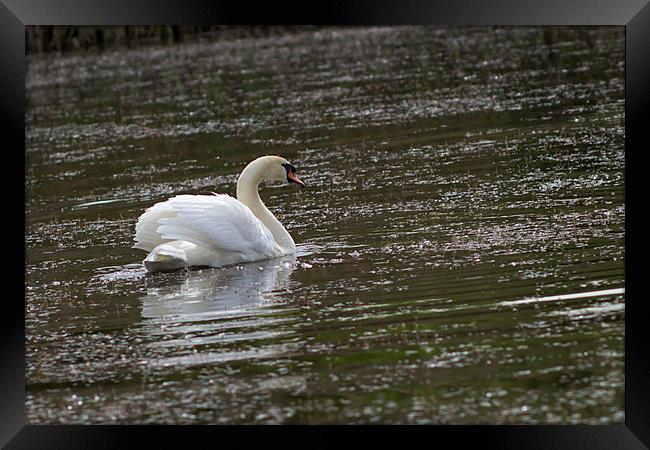 Swan on the pond. Framed Print by Иван Щербанюк