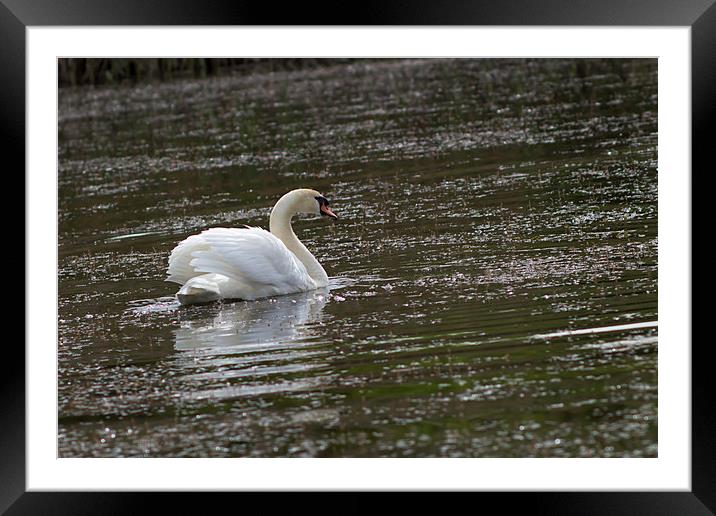 Swan on the pond. Framed Mounted Print by Иван Щербанюк