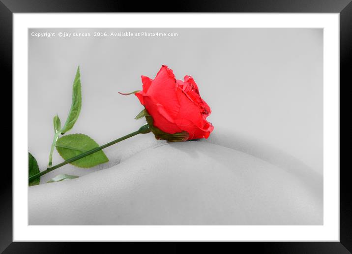 rose on a bum Framed Mounted Print by jay duncan
