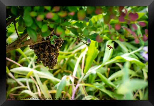 Bee joins the cast swarm Framed Print by Cameron Shaw