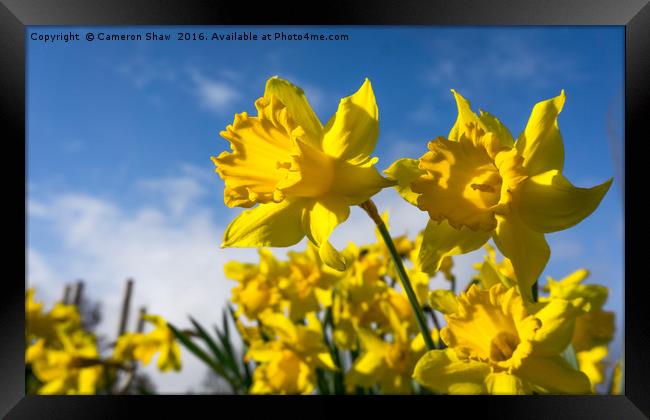 Daffodils in Spring Framed Print by Cameron Shaw