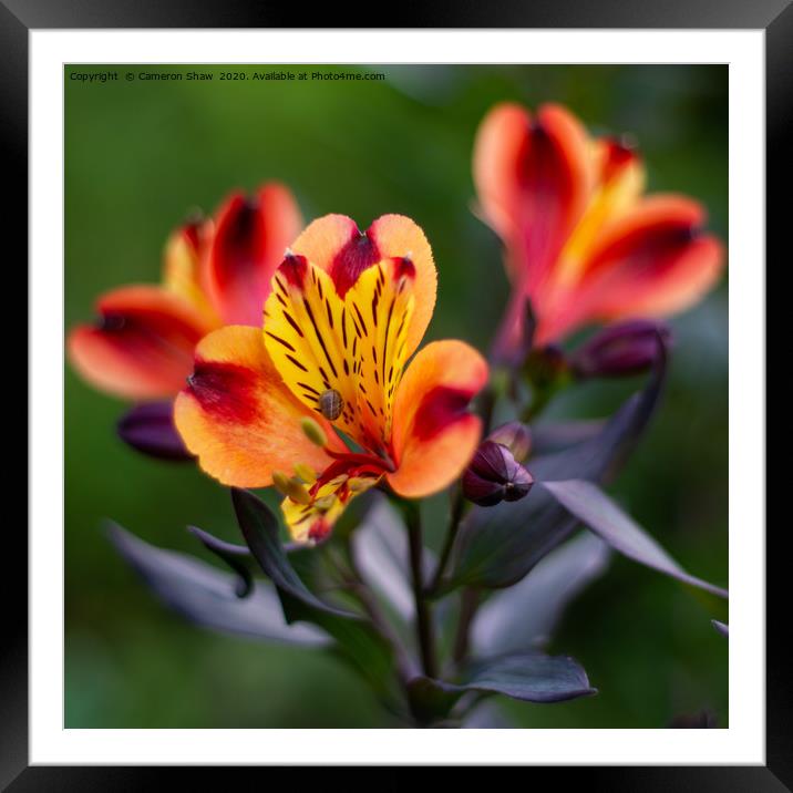 Vibrant Alstroemeria Framed Mounted Print by Cameron Shaw