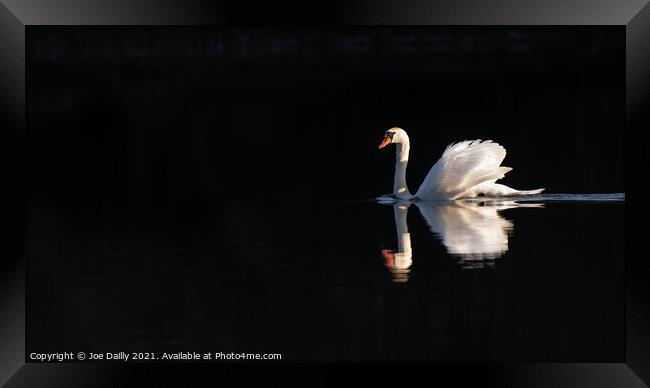 Swan in early morning spring sunshine Framed Print by Joe Dailly