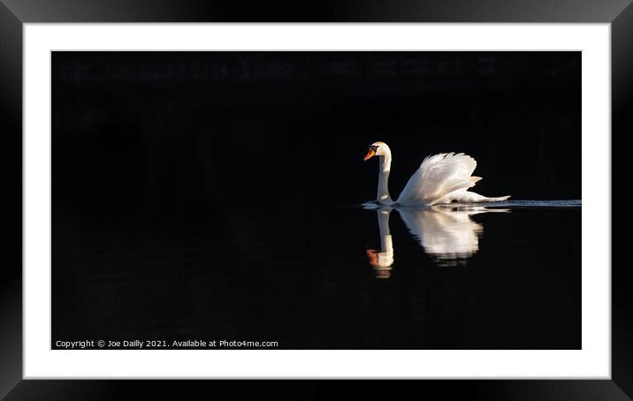 Swan in early morning spring sunshine Framed Mounted Print by Joe Dailly