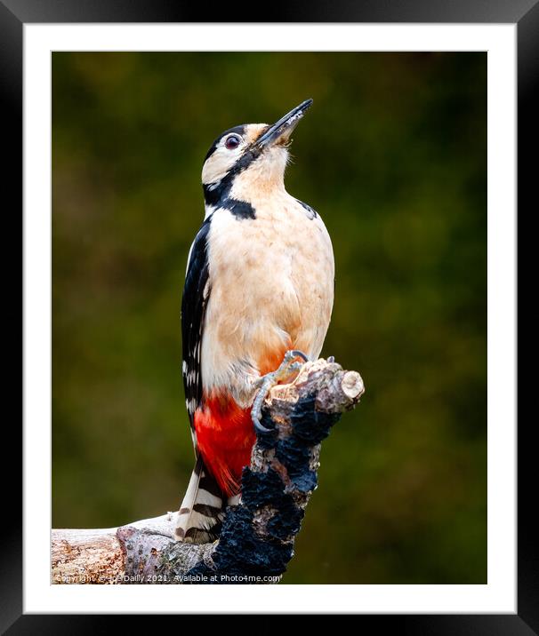 Majestic Great Spotted Woodpecker Framed Mounted Print by Joe Dailly