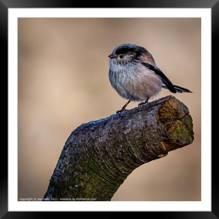 Long Tailed Tit Framed Mounted Print by Joe Dailly