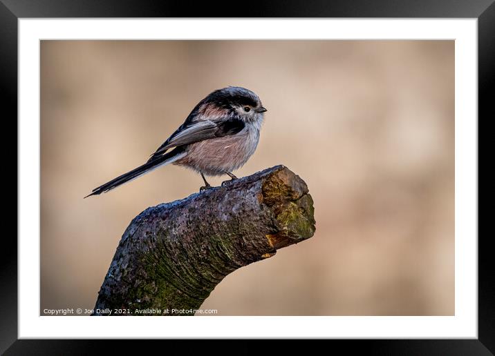 Long tailed Tit Framed Mounted Print by Joe Dailly