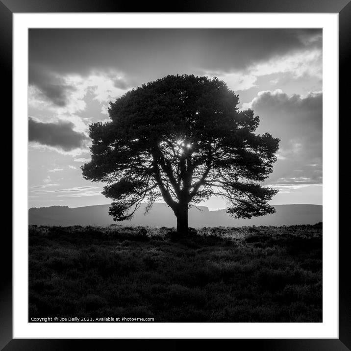 Silhouette Tree at Sunset  Framed Mounted Print by Joe Dailly