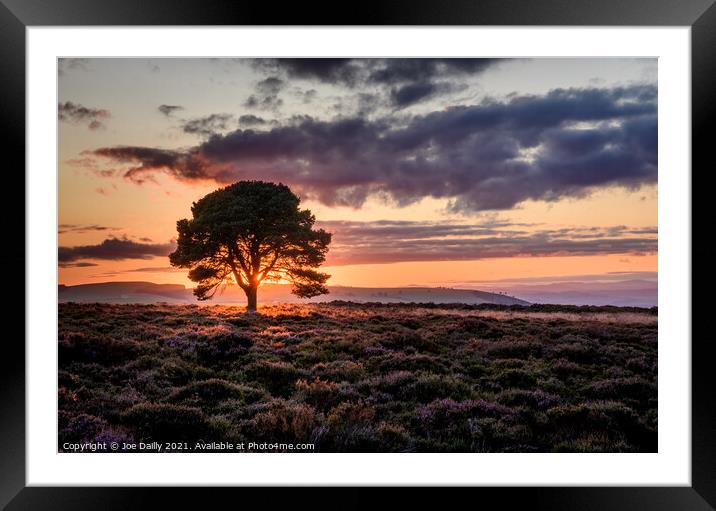 A lone tree at sunset Framed Mounted Print by Joe Dailly