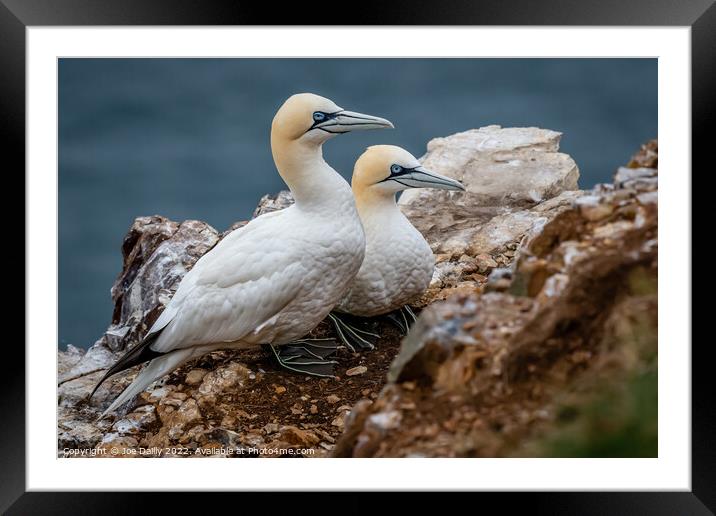 Gannet On Rocks at Troop Head Scotland Framed Mounted Print by Joe Dailly