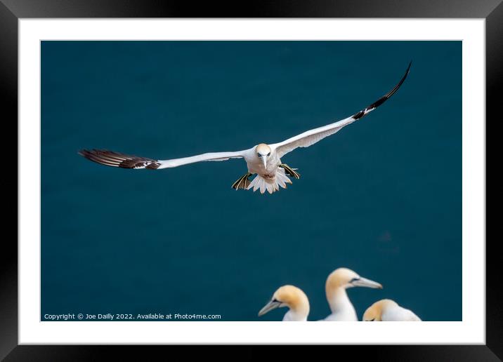 Gannet On Rocks at Troop Head Scotland Framed Mounted Print by Joe Dailly