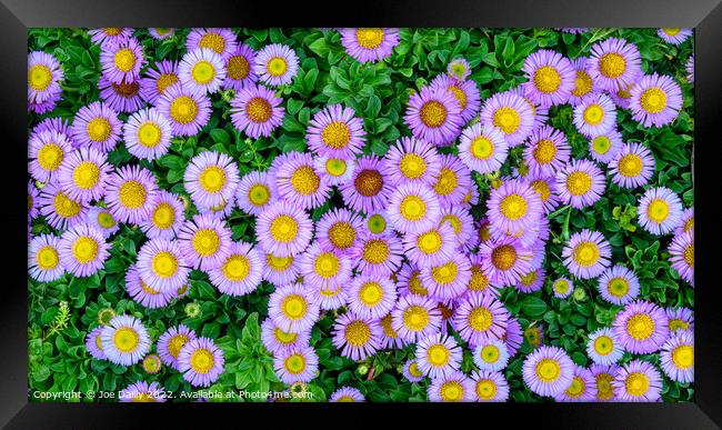 A top down view of flowers in bloom Framed Print by Joe Dailly