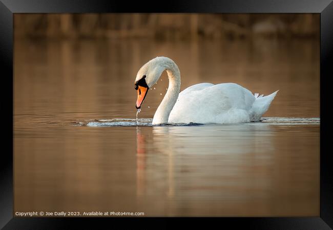A mute Swan on calm loch Framed Print by Joe Dailly