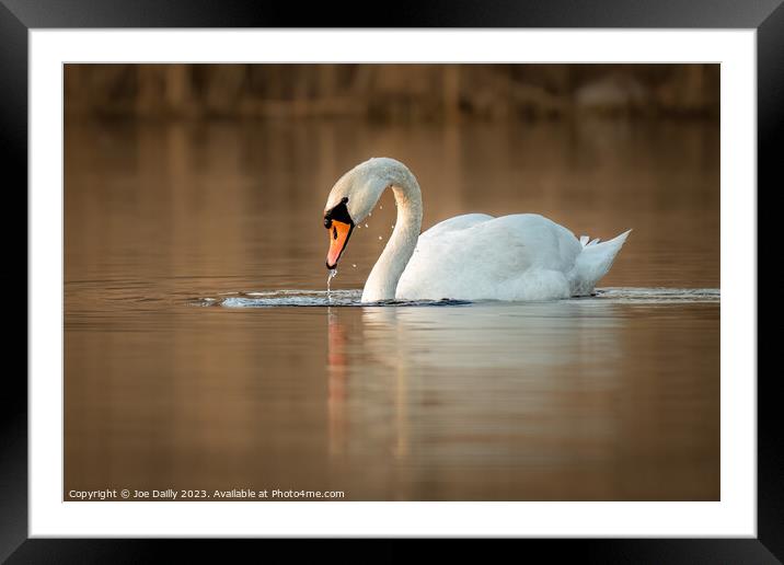 A mute Swan on calm loch Framed Mounted Print by Joe Dailly