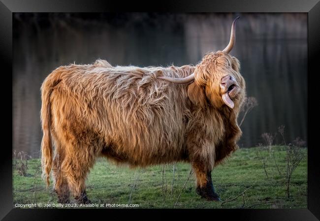 A large Highland Cow standing by a Scottish Loch in late evening Sunshine. Framed Print by Joe Dailly
