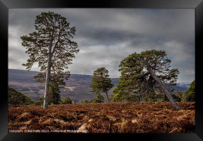 Majestic Scots Pine Trees in the Cairngorms Nation Framed Print by Joe Dailly