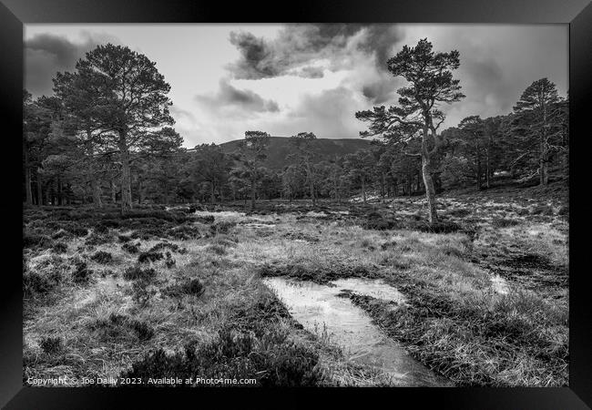 Scots pine trees in the Cairngorm National Park in Mono Framed Print by Joe Dailly