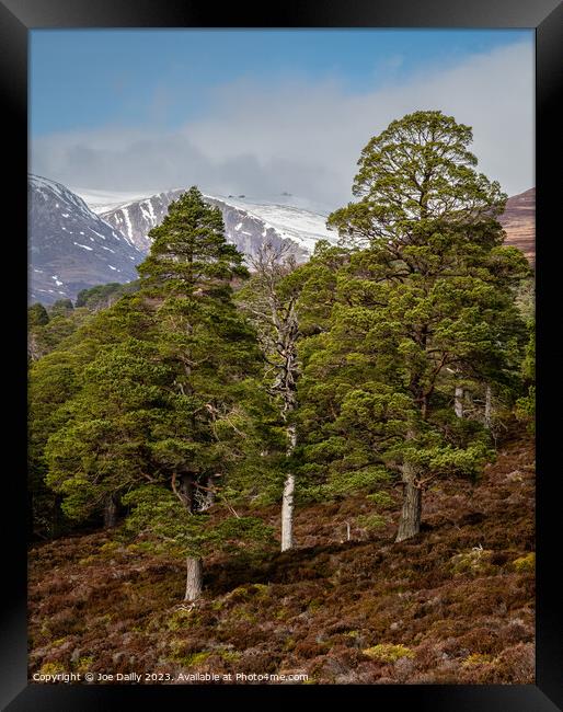 Cairngorm Mountains from the Forest of Mar Framed Print by Joe Dailly
