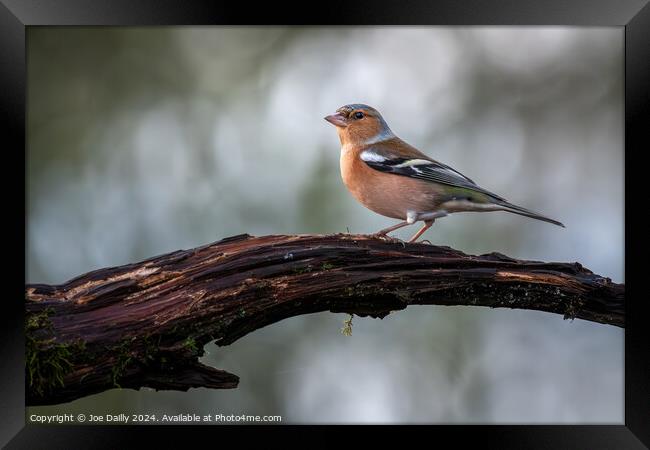 Chaffinch perched on a branch Framed Print by Joe Dailly