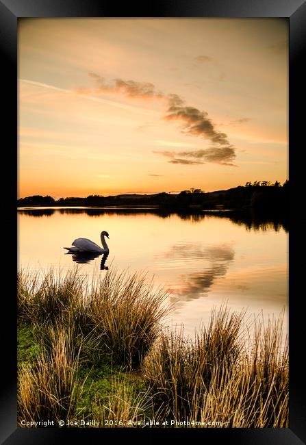 Sunset silhouette swan.  Framed Print by Joe Dailly