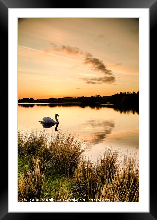 Sunset silhouette swan.  Framed Mounted Print by Joe Dailly