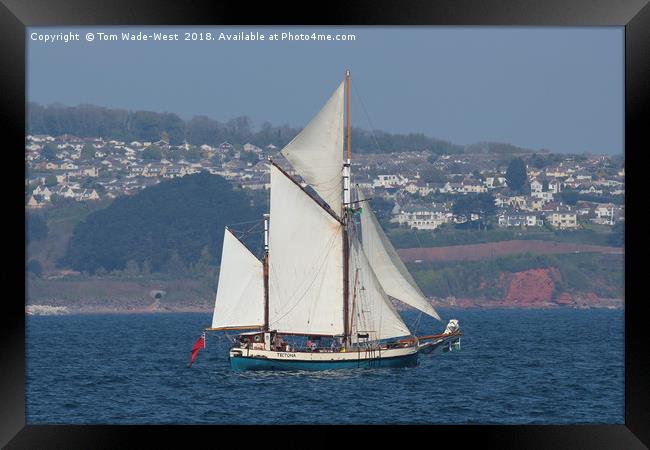 Gaff-Rigged Ketch Tectona sailing in Torbay Framed Print by Tom Wade-West