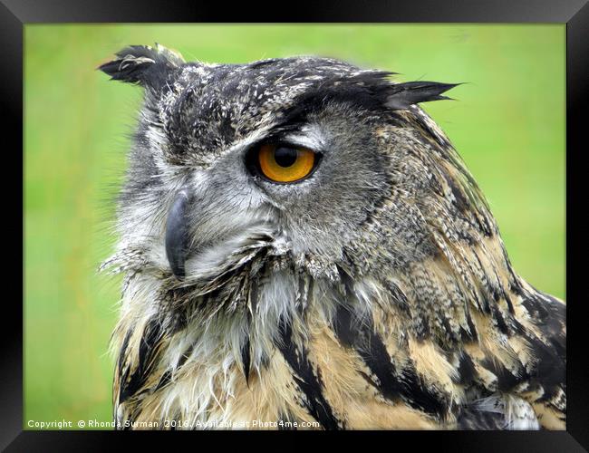 Eurasian Eagle Owl Framed Print by Rhonda Surman