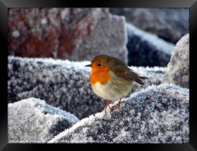 Frosty Robin on Cromarty sea wall Framed Print by Rhonda Surman