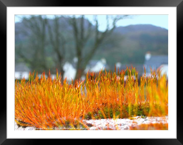 Moss on Wall Framed Mounted Print by Rhonda Surman