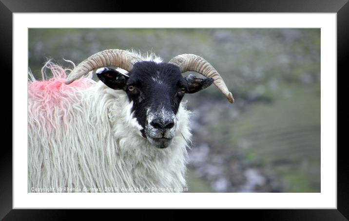 Hebridean Black Face Sheep Framed Mounted Print by Rhonda Surman