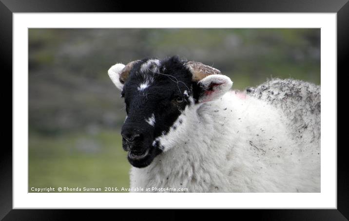 Laughing black faced lamb Framed Mounted Print by Rhonda Surman
