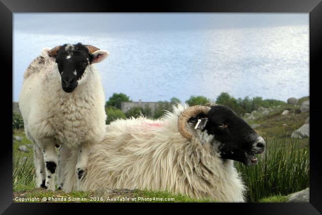 Hebridean black face sheep Framed Print by Rhonda Surman