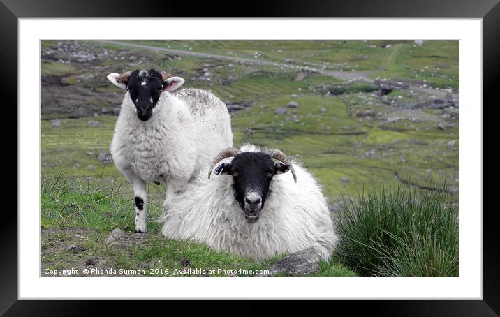 Hebridean black faced sheep Framed Mounted Print by Rhonda Surman