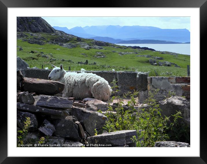 Resting sheep Framed Mounted Print by Rhonda Surman