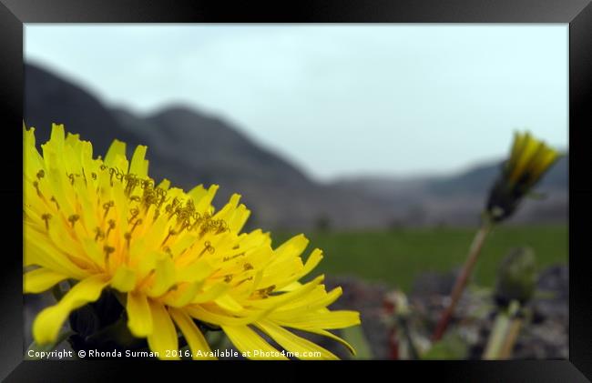 Dandelion on wall Framed Print by Rhonda Surman