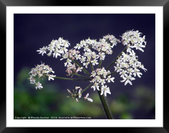 White hogweed flower Framed Mounted Print by Rhonda Surman