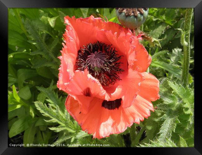 Red Poppy Framed Print by Rhonda Surman