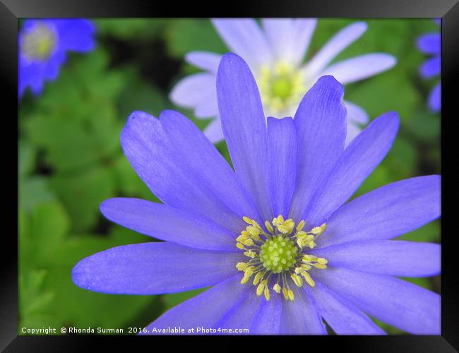 Blue Windflower Framed Print by Rhonda Surman