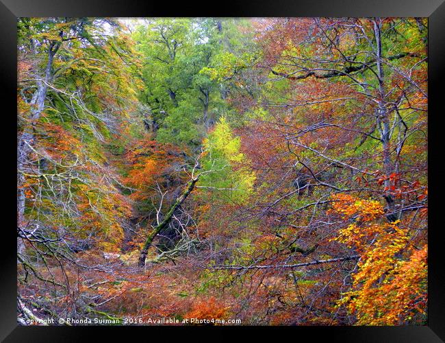 Cawdor Woods in Autumn Framed Print by Rhonda Surman