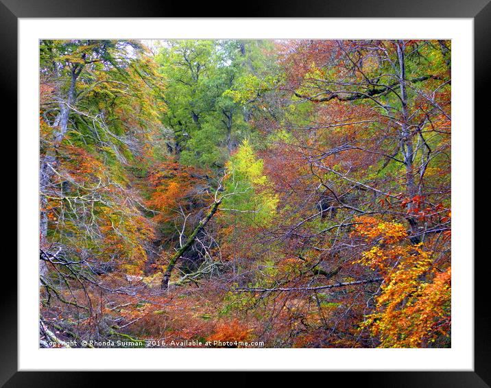 Cawdor Woods in Autumn Framed Mounted Print by Rhonda Surman