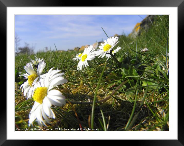 Skyward looking Daisies Framed Mounted Print by Rhonda Surman