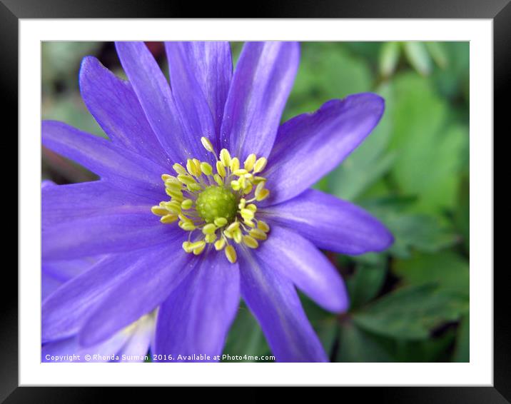 Blue anemone Framed Mounted Print by Rhonda Surman