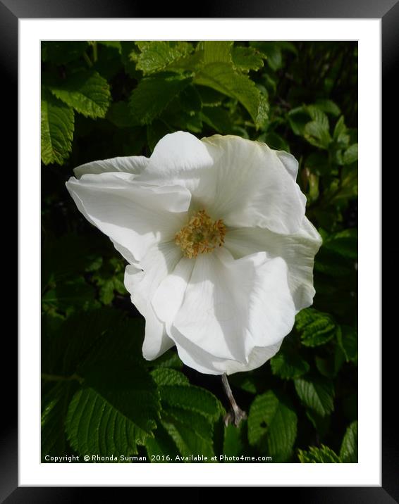 White Dog Rose Framed Mounted Print by Rhonda Surman
