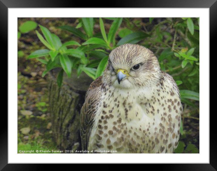 Peregrine falcon Framed Mounted Print by Rhonda Surman