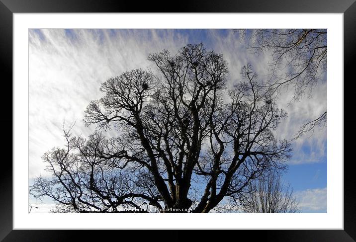 Tree Silhouette Framed Mounted Print by Rhonda Surman