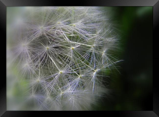 Dandelion clock Framed Print by Rhonda Surman